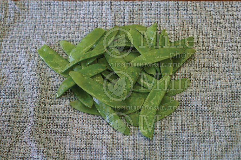 Pisum sativum (Snow Pea vegetable - Pois mange-tout) 1  