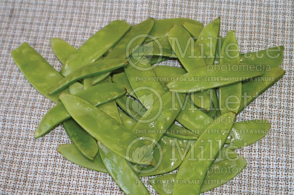 Pisum sativum (Snow Pea vegetable - Pois mange-tout) 10  