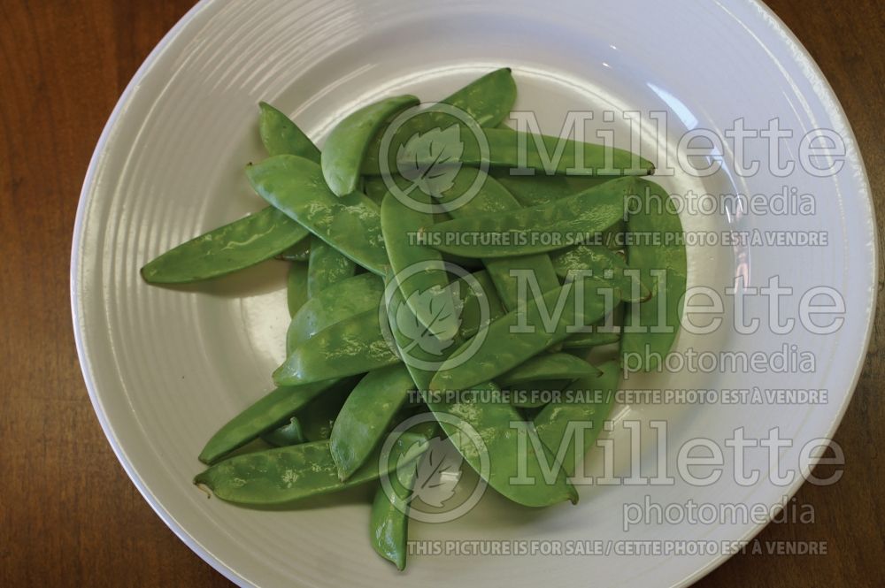 Pisum sativum (Snow Pea vegetable - Pois mange-tout) 11  