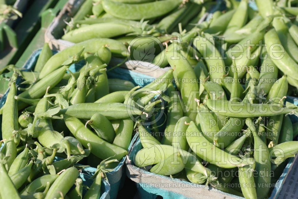 Pisum Sugar Snap (Snow Pea – vegetable - Pois mange-tout) 5  