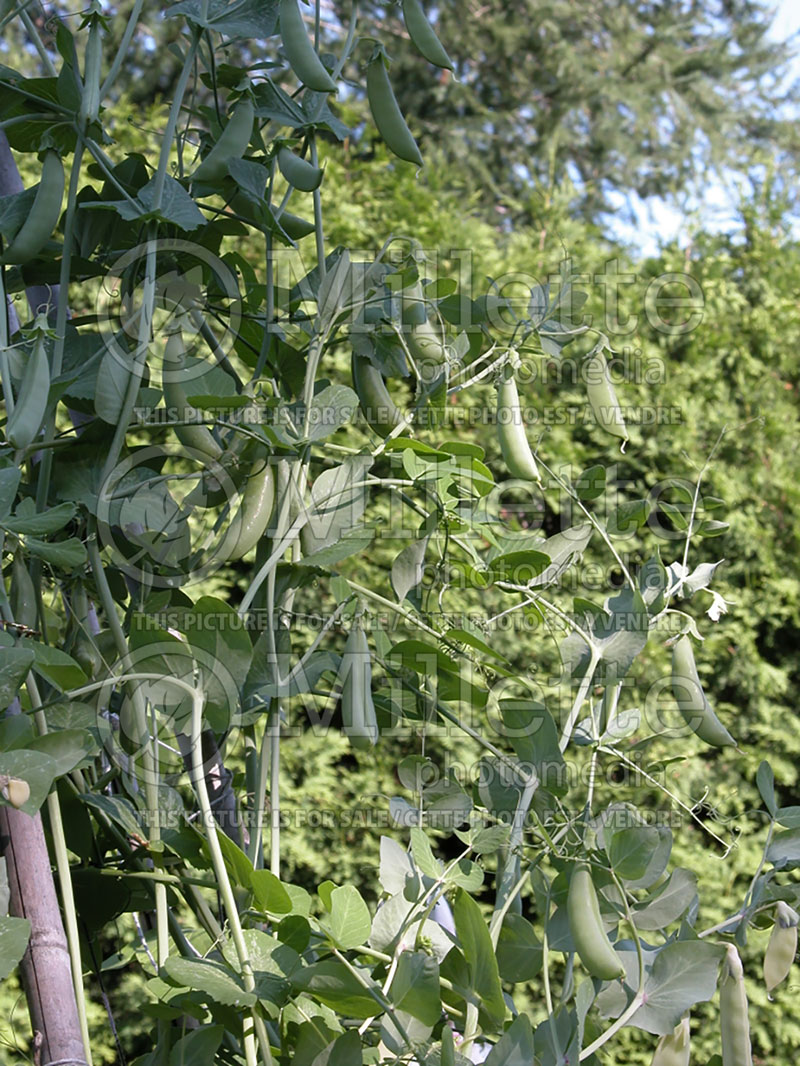 Pisum Sugar Snap (Snow Pea – vegetable - Pois mange-tout) 2  