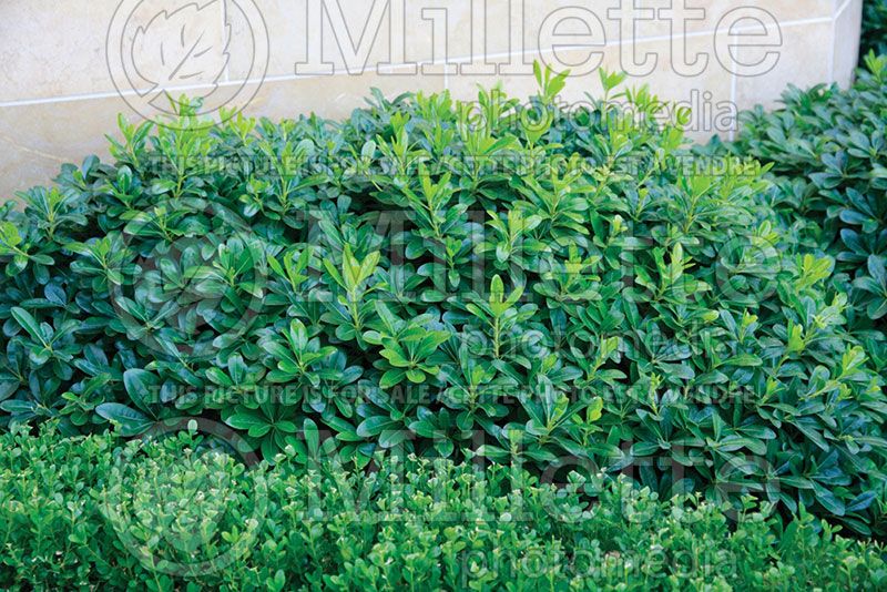 Pittosporum Wheeler’s Dwarf (Japanese Mock Orange)  1