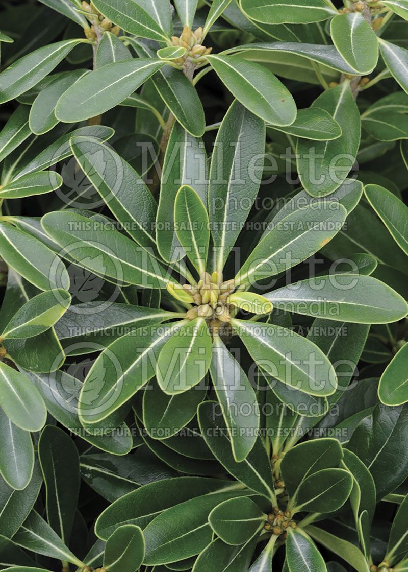 Pittosporum Wheeler’s Dwarf (Japanese Mock Orange)  3