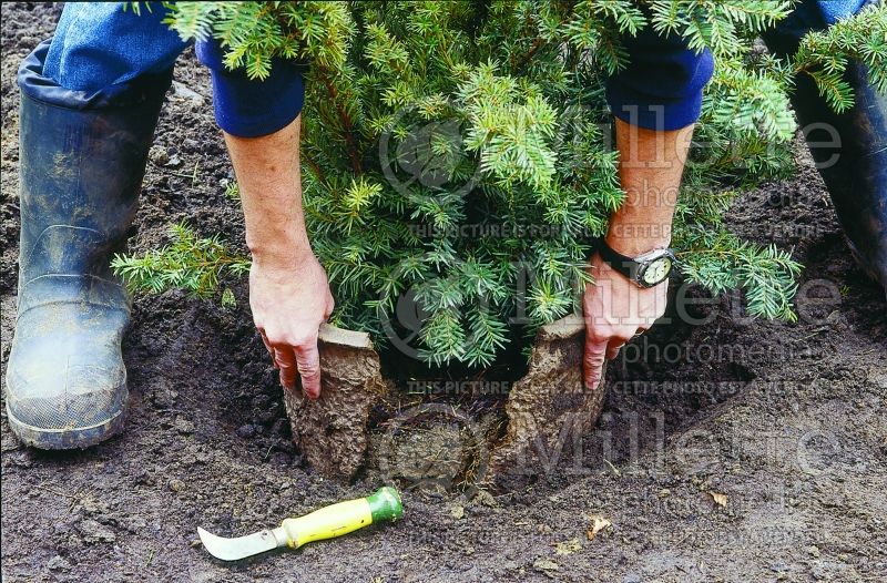 Tree planting technique - garden works (technique)  8  