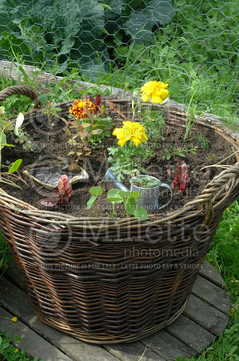 Plants in a basket (Ambiance) 26