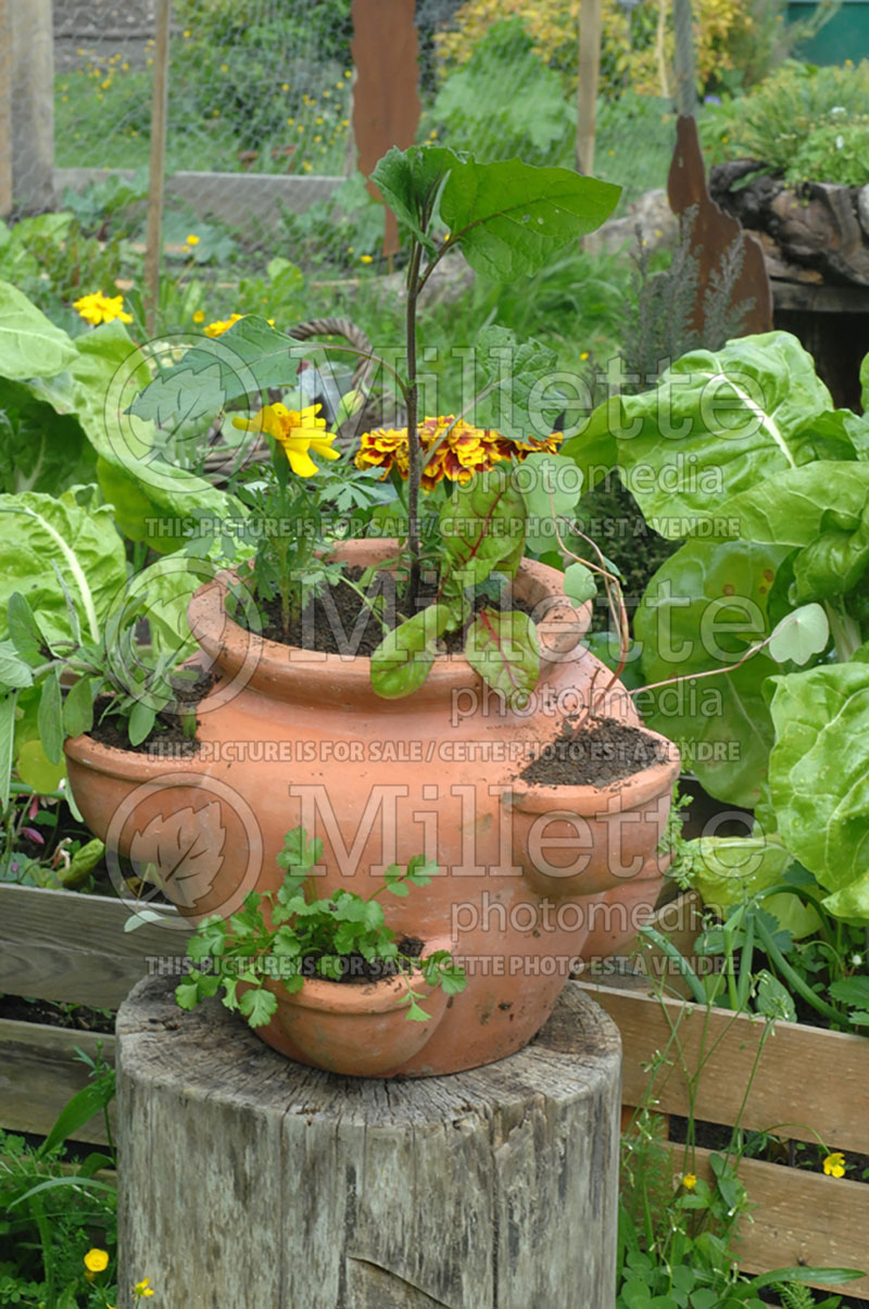 Plants in pot (Ambiance) 29 