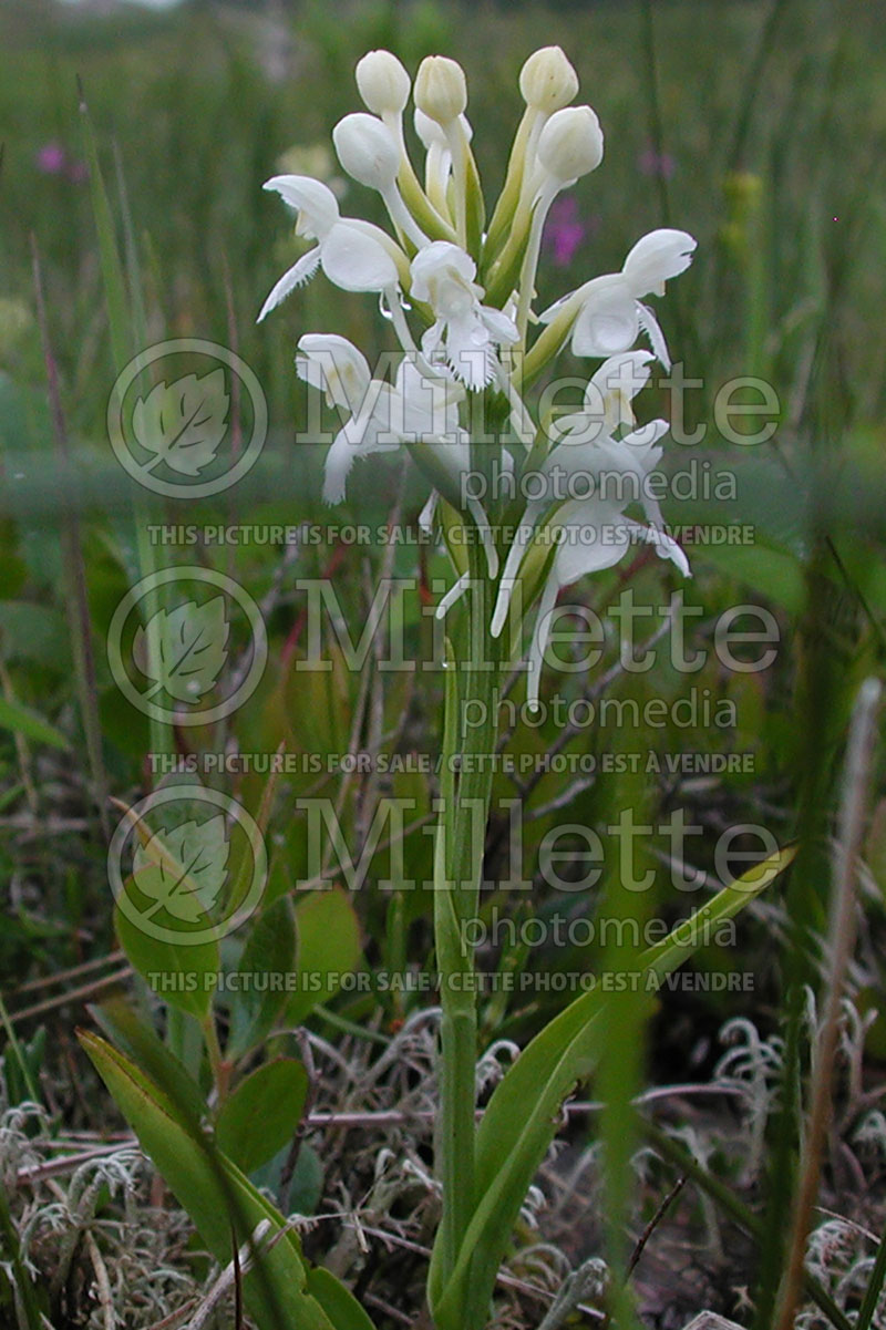 Platanthera blephariglottis (White-fringed Orchid) 1