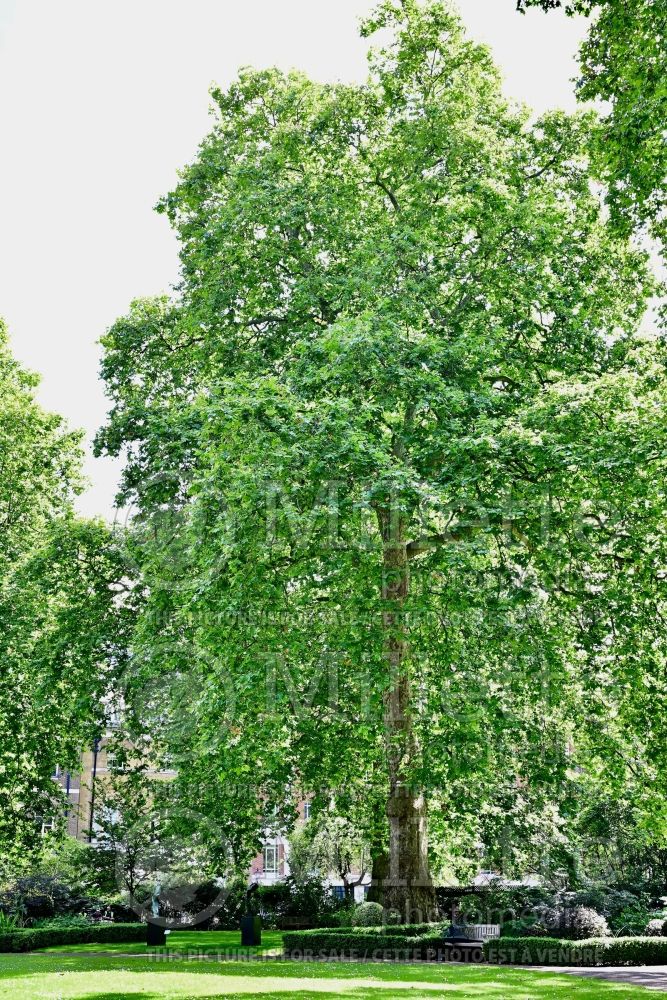 Platanus hispanica (London plane) 1