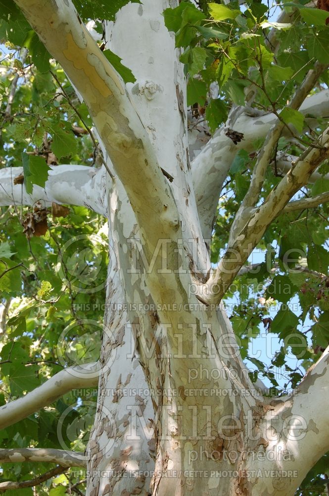 Platanus occidentalis (Sycamore Ohio Buckeye) 1