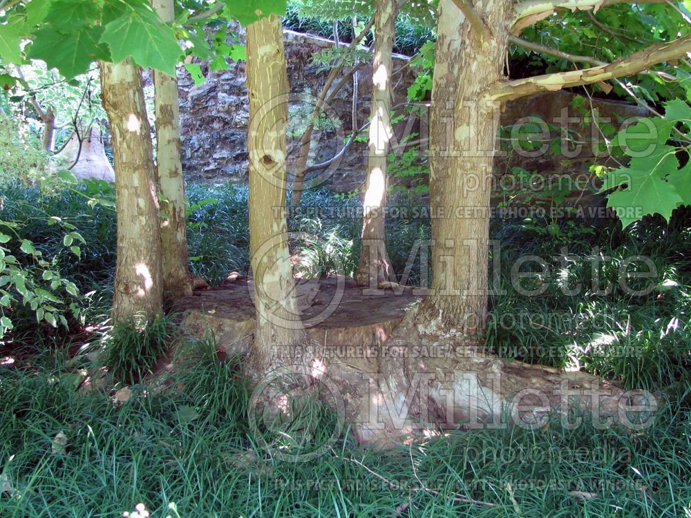 Platanus occidentalis (Sycamore Ohio Buckeye) 2