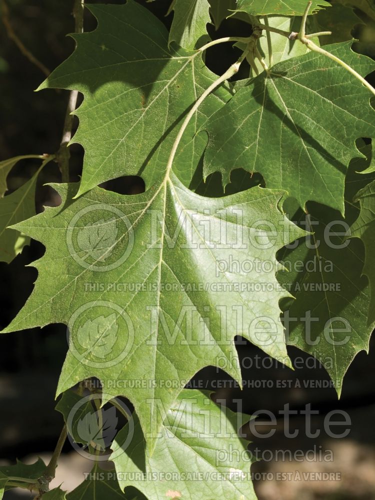 Platanus occidentalis (Sycamore Ohio Buckeye) 5