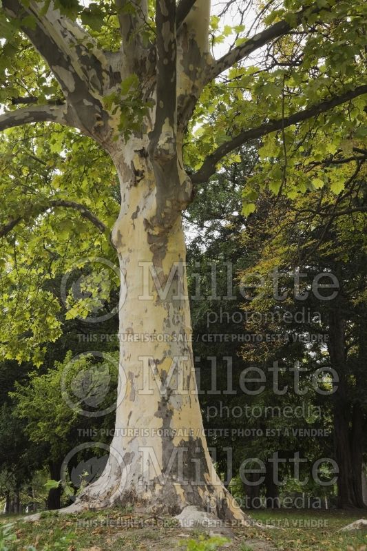 Platanus orientalis - Plane tree trunk in late summer 2