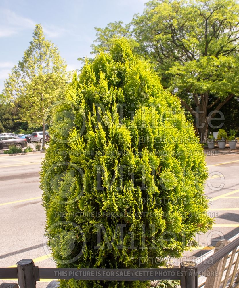 Platycladus Aurea Nana (Dwarf golden oriental thuja conifer) 1 