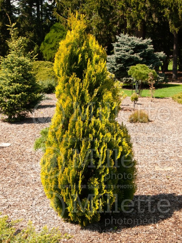 Platycladus Aurea (golden oriental thuja conifer) 2