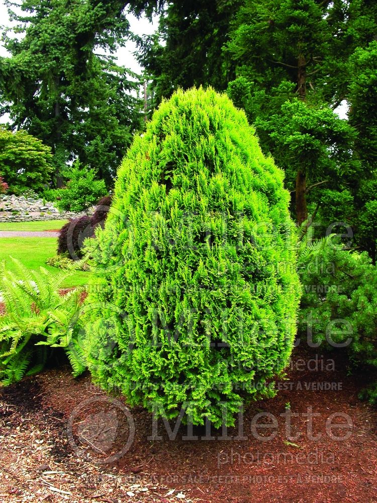 Thuja aka thuya aurea nana (Dwarf golden oriental thuja conifer) 3 