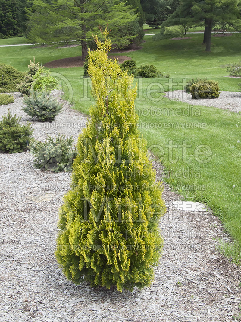 Platycladus Aurea (golden oriental thuja conifer) 1 