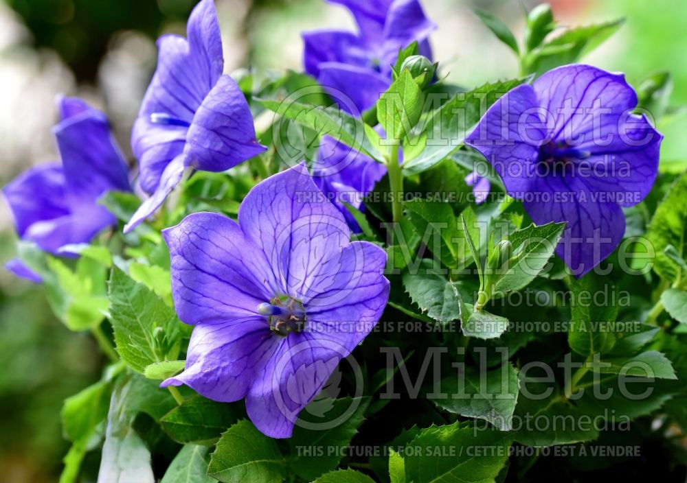 Platycodon Pop Star Blue (Balloon Flower) 1 