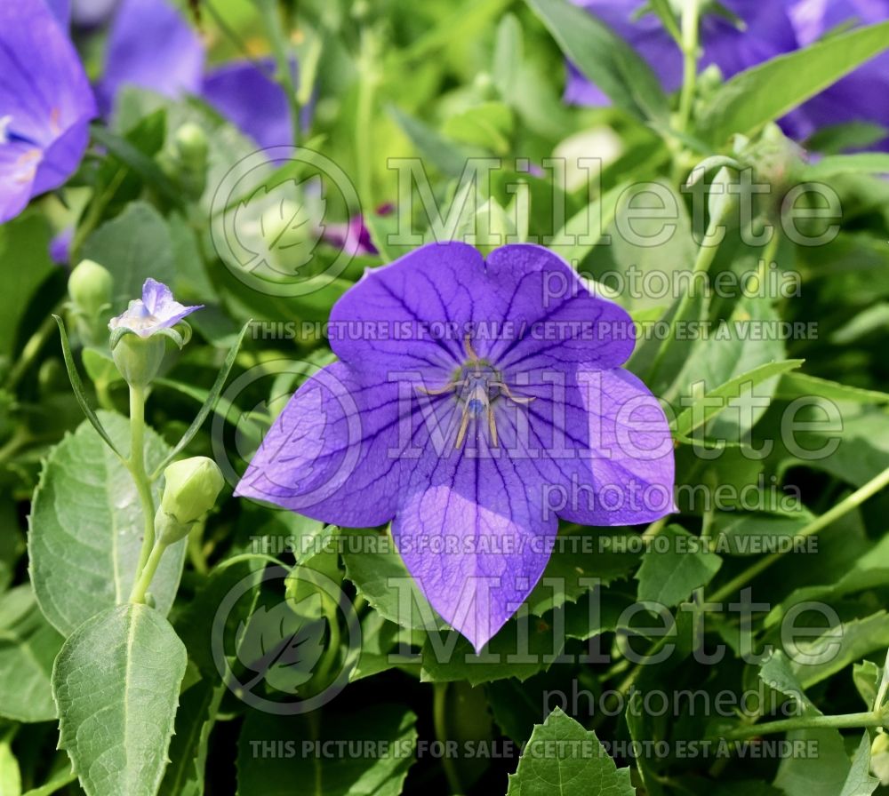 Platycodon Sentimental Blue (Balloon Flower) 4 