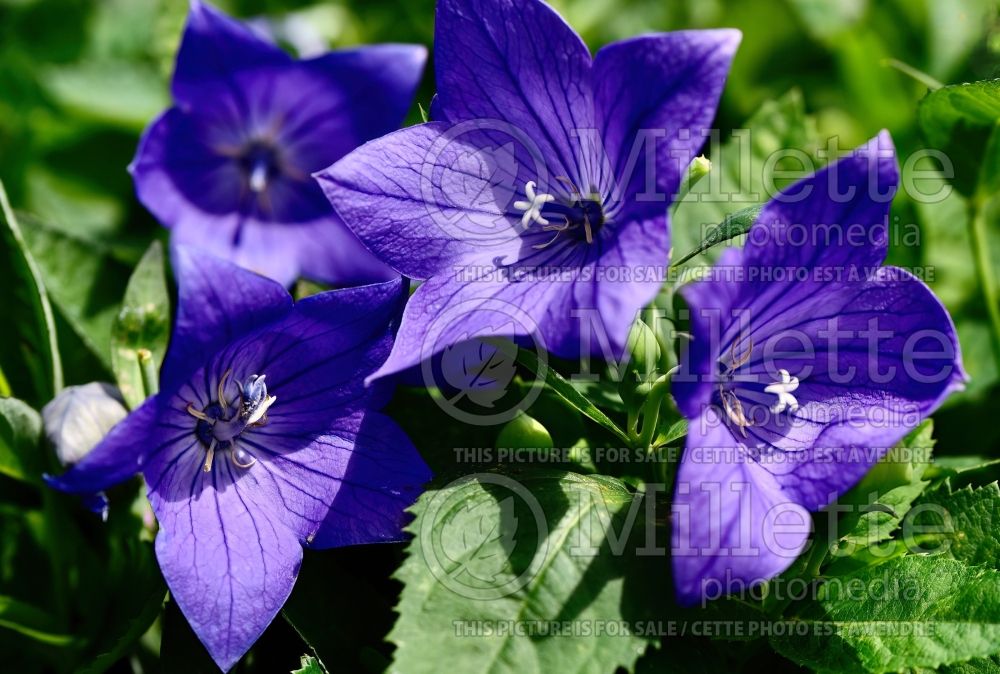 Platycodon Sentimental Blue (Balloon Flower) 5 