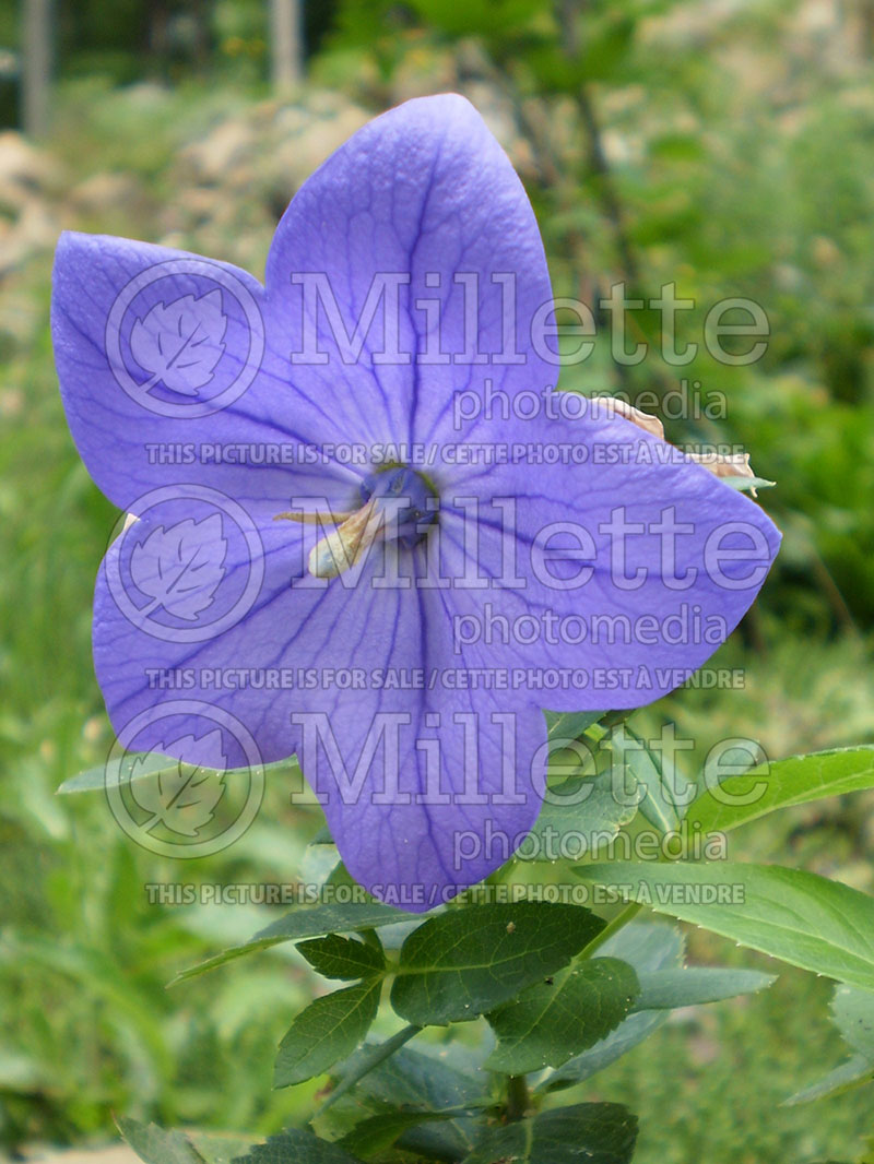 Platycodon Astra Blue (Balloon Flower) 1 