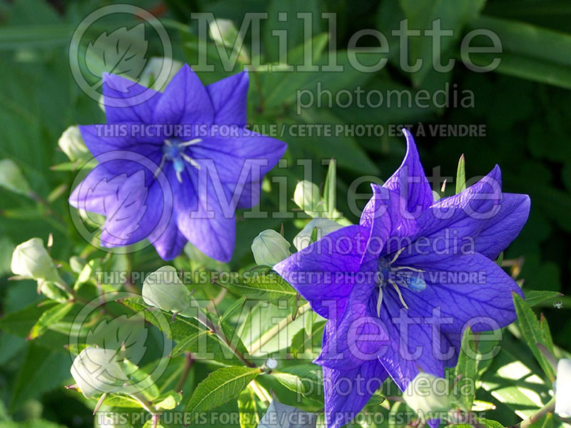 Platycodon Double Blue (Balloon flower) 1