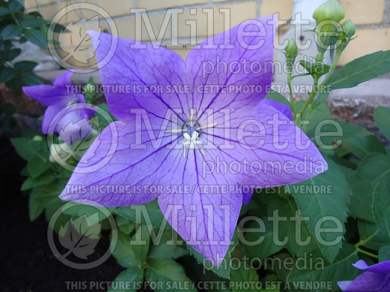 Platycodon Fuji Blue (Balloon flower) 2 