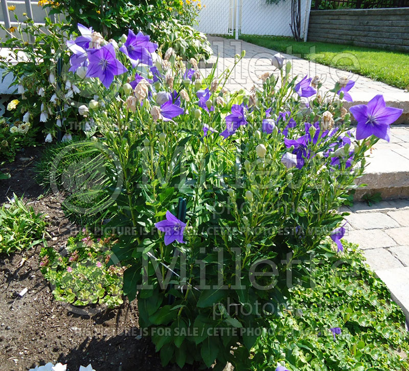 Platycodon Mariesii (Balloon flower) 1 