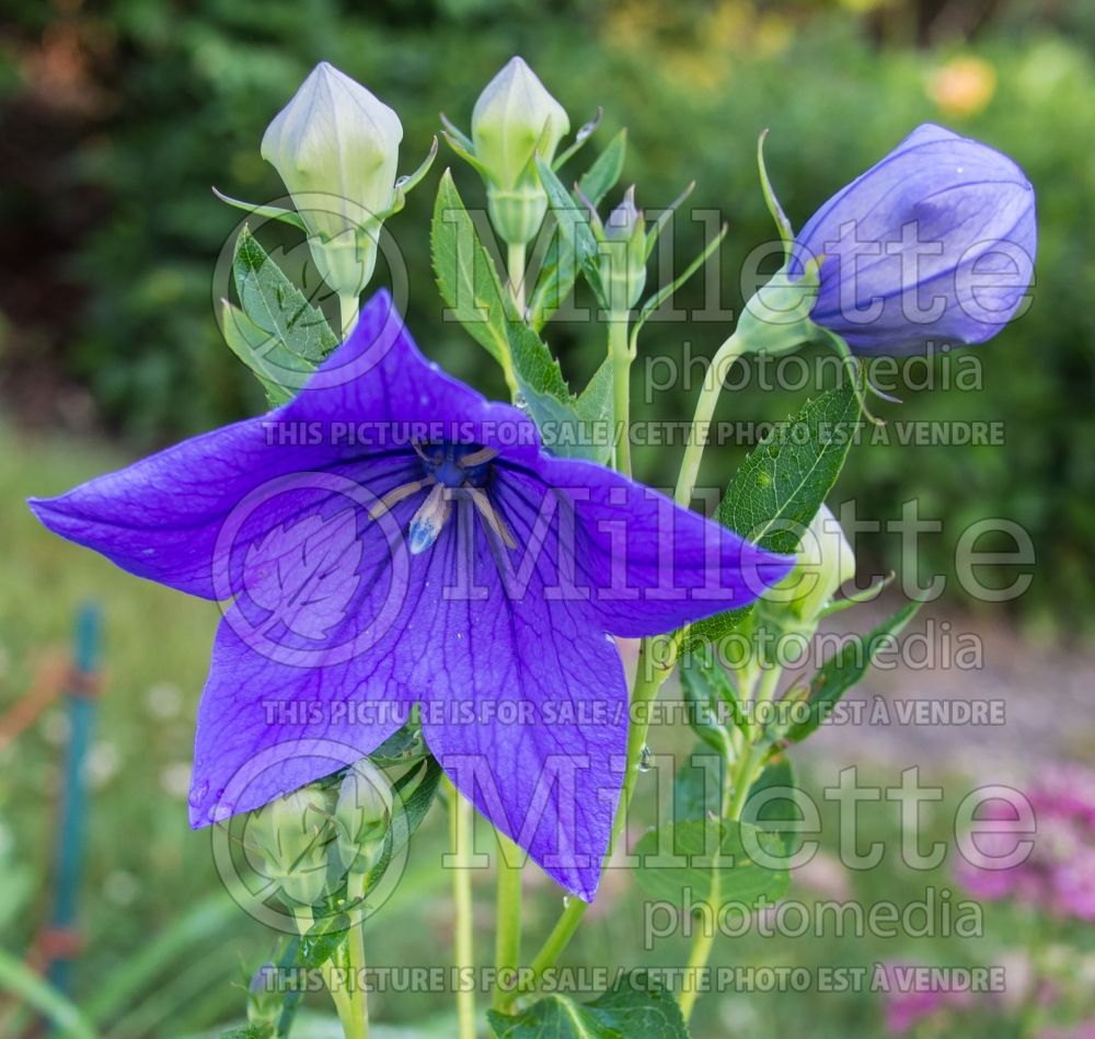 Platycodon Sentimental Blue (Balloon Flower) 2 