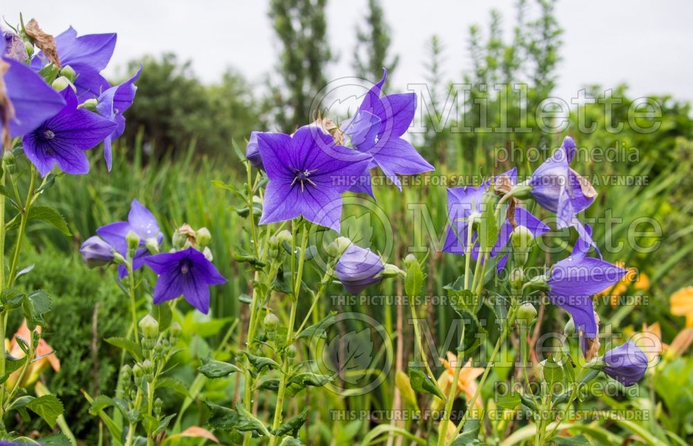 Platycodon Sentimental Blue (Balloon Flower) 3 