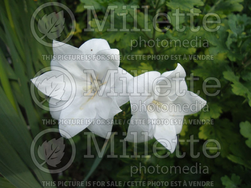 Platycodon Snowflake (Balloon flower) 1 