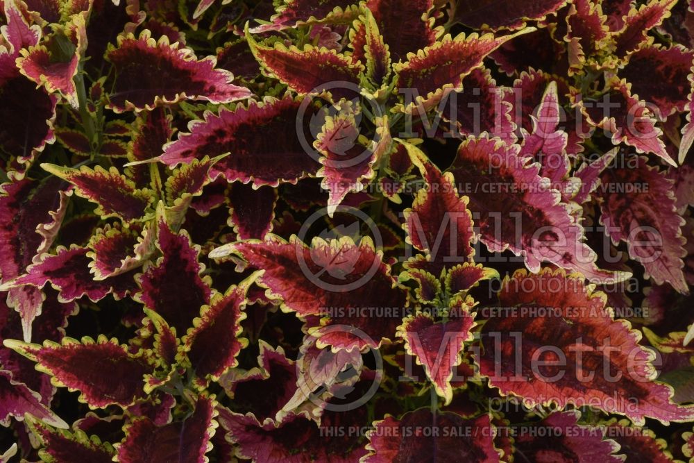 Coleus aka Plectranthus aka Solenostemon ColorBlaze El Brighto (Coleus) 2 