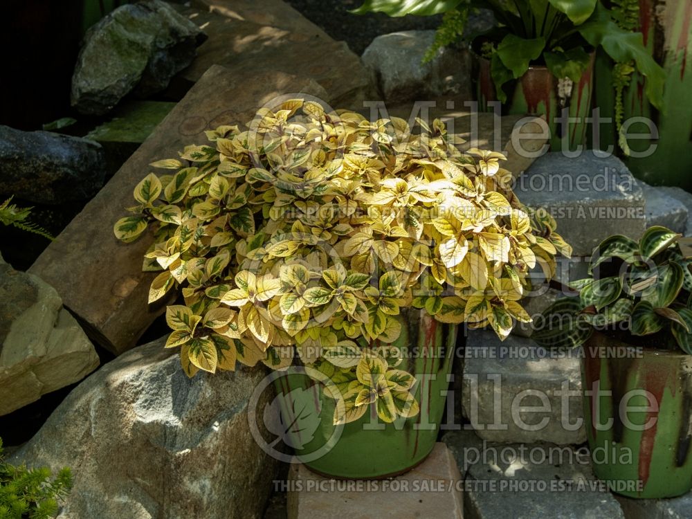 Plectranthus Troy’s Gold (Spur Flower) 3 