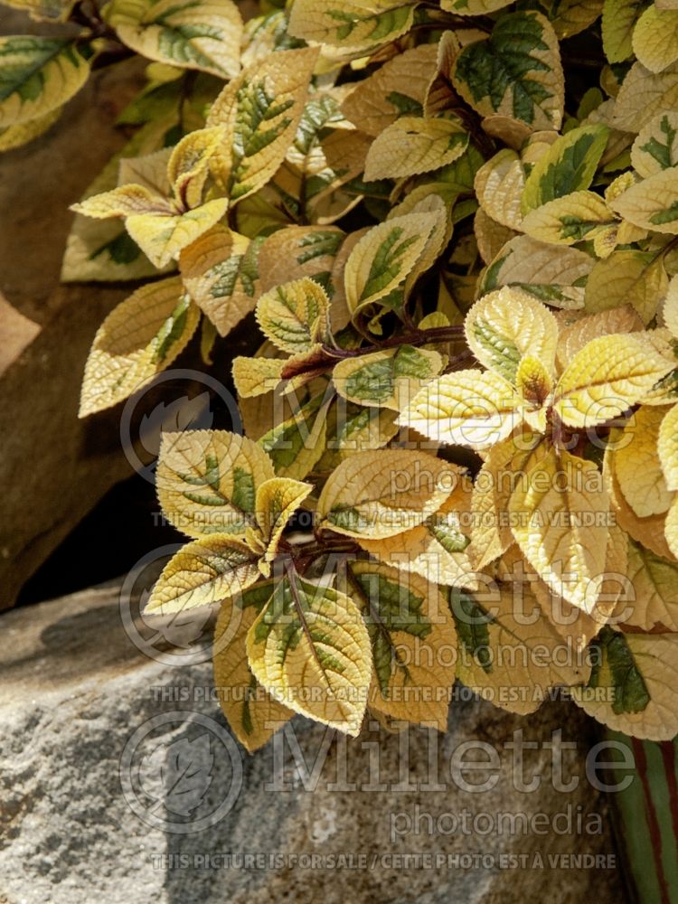 Plectranthus Troy’s Gold (Spur Flower) 4 