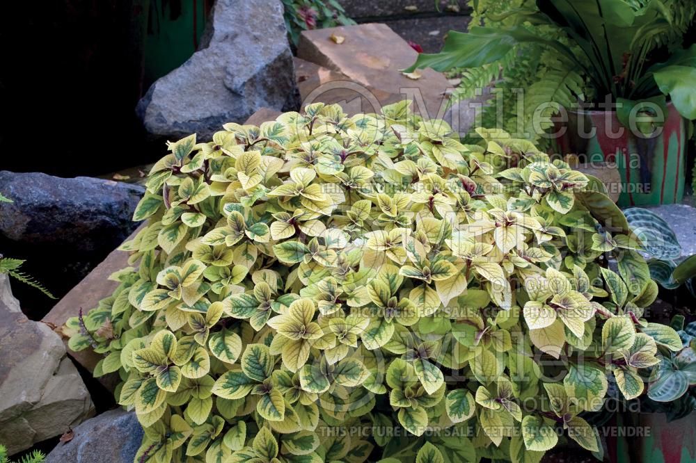 Plectranthus Troy’s Gold (Spur Flower) 2