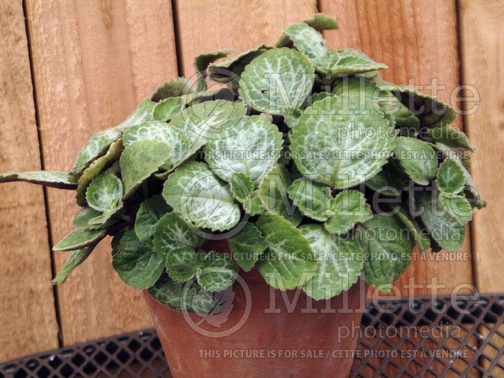 Plectranthus Emerald Lace (Plectranthus) 2 