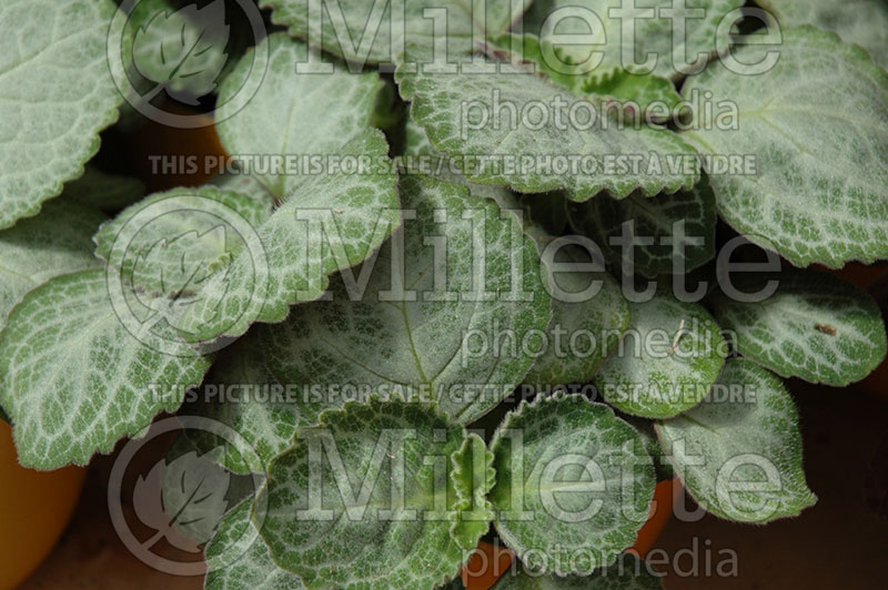 Plectranthus Emerald Lace (Plectranthus) 1 