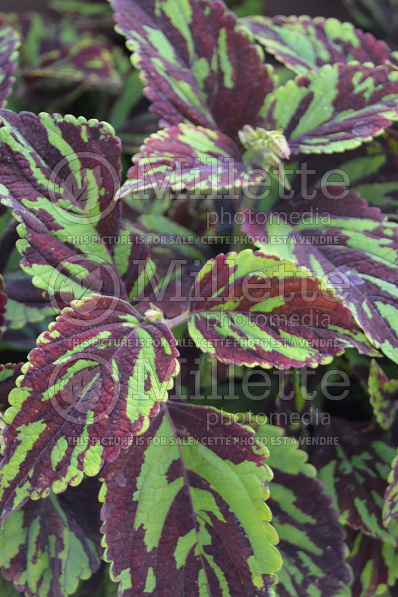 Coleus aka Plectranthus aka Solenostemon Coliseum Ceres (Coleus) 3 