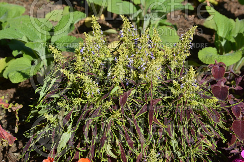 Coleus aka Plectranthus aka Solenostemon Coliseum Flora (Coleus) 2  