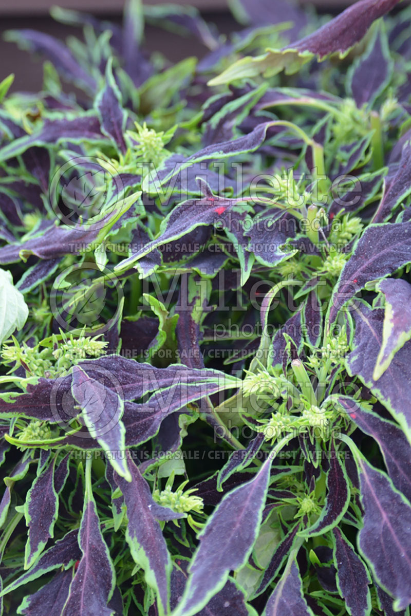 Coleus aka Plectranthus aka Solenostemon Coliseum Flora (Coleus) 1 