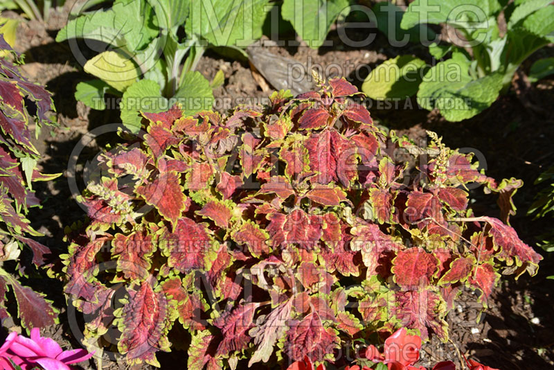 Coleus aka Plectranthus aka Solenostemon Coliseum Maia (Coleus) 2 