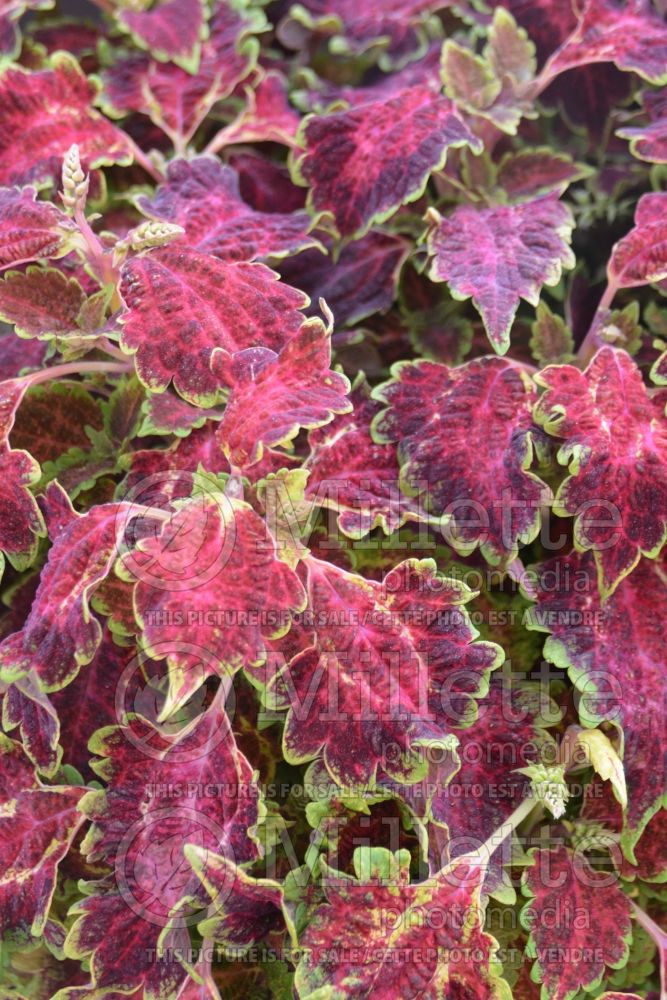 Coleus aka Plectranthus aka Solenostemon Coliseum Maia (Coleus) 1 