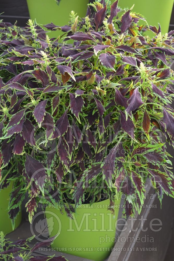 Coleus aka Plectranthus aka Solenostemon Coliseum Plutus (Coleus) 2 