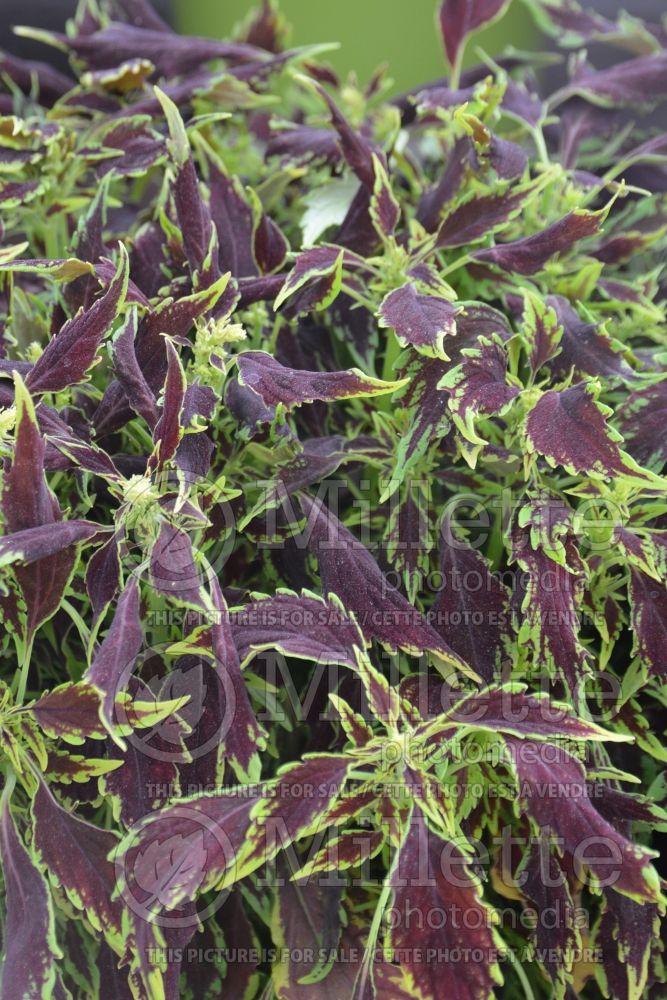 Coleus aka Plectranthus aka Solenostemon Coliseum Plutus (Coleus) 1 