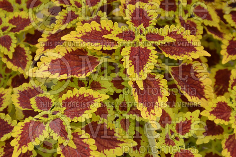 Coleus aka Plectranthus aka Solenostemon Flying Carpet Thriller (Coleus) 1 