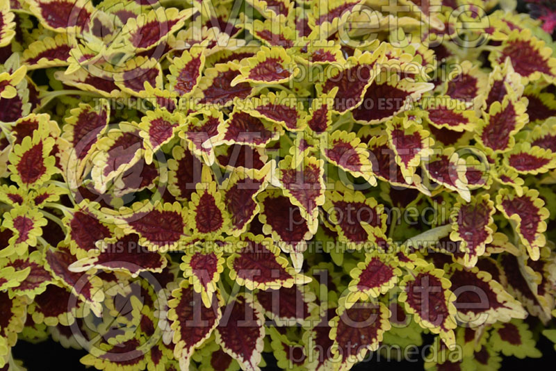 Coleus aka Plectranthus aka Solenostemon Flying Carpet Zinger (Coleus) 1 