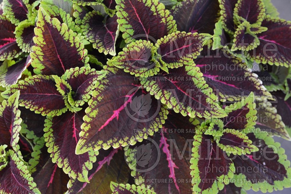 Coleus aka Plectranthus aka Solenostemon Main Street Alligator Alley (Coleus) 1 