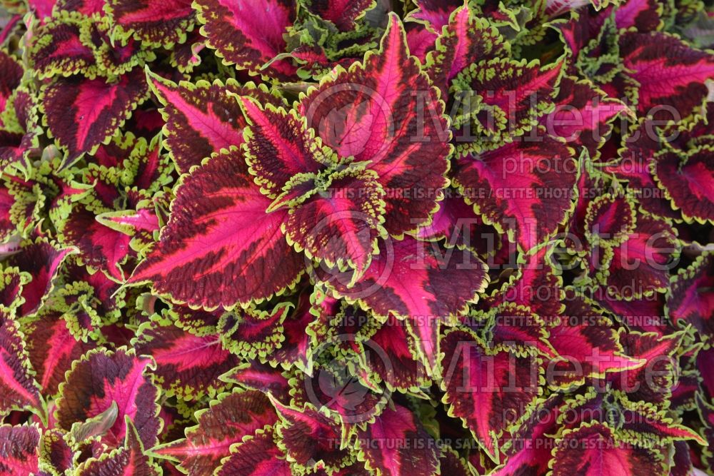 Coleus aka Plectranthus aka Solenostemon Main Street Pink Ocean Drive (Coleus) 1 