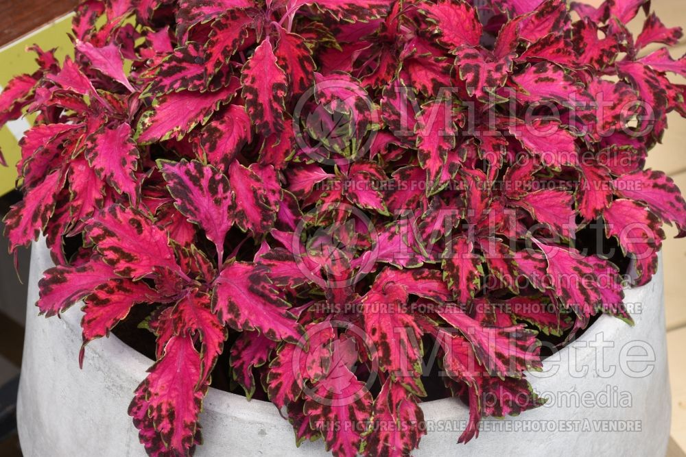 Coleus aka Plectranthus aka Solenostemon Party Time Pink Fizz (Coleus) 1 