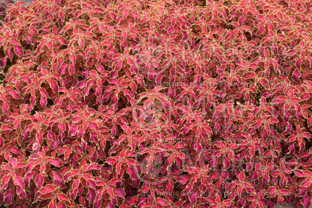 Coleus aka Plectranthus aka Solenostemon Party Time Ruby Punch (Coleus) 1 