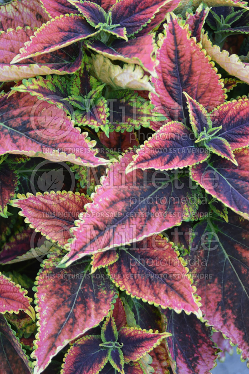 Coleus aka Plectranthus aka Solenostemon Red Fox Main Street Granville Street (Coleus) 1 